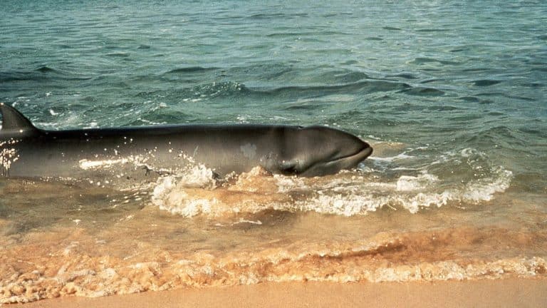 16 kg de plastique retrouvés dans la baleine à bec échouée dans les Landes