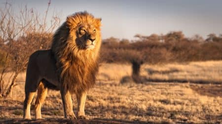 Bientôt la fin des fermes à lion en Afrique du Sud Bientôt la fin des fermes à lion en Afrique du Sud