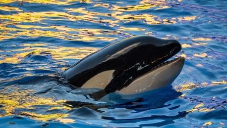 Le parc Marineland une nouvelle fois pointé du doigt… Le parc Marineland une nouvelle fois pointé du doigt...