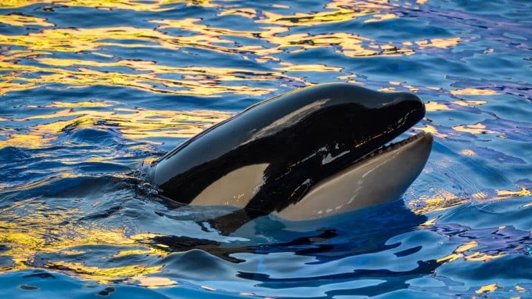Le parc Marineland une nouvelle fois pointé du doigt…