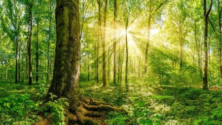 Les forêts ont bien poussé depuis l’an 2000 ! Les forêts ont bien poussé depuis l'an 2000