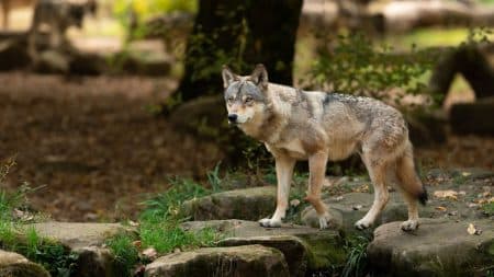 Un loup aperçu aux portes de Lyon Un loup aperçu aux portes de Lyon