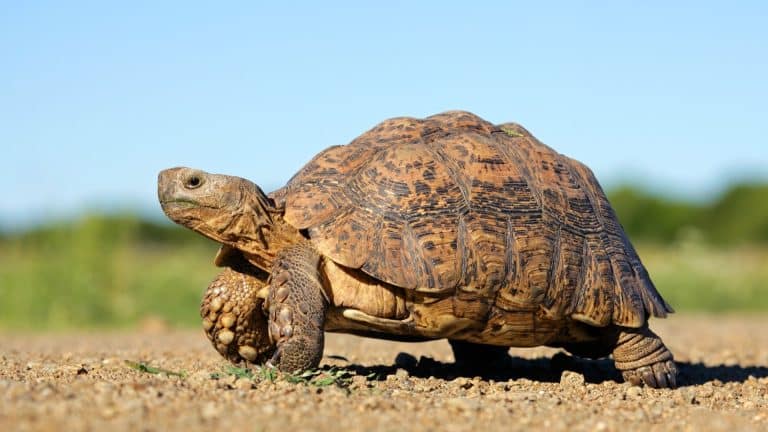 Une tortue disparue depuis 100 ans refait surface !