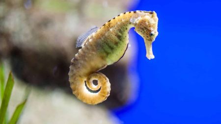 La sauvegarde des hippocampes est une priorité pour Monaco La sauvegarde des hippocampes est une priorité pour Monaco