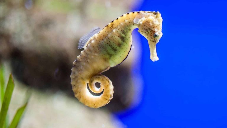 La sauvegarde des hippocampes est une priorité pour Monaco
