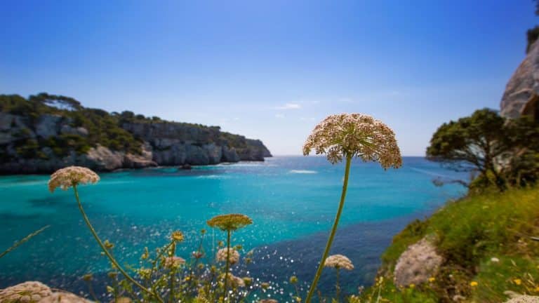 Les Calanques sont envahies par des algues brunes japonaises