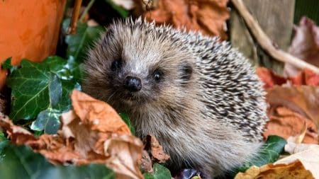 Le Centre de Sauvegarde pour la Faune Sauvage en détresse a besoin de bénévoles Le Centre de Sauvegarde pour la Faune Sauvage en détresse a besoin de bénévoles