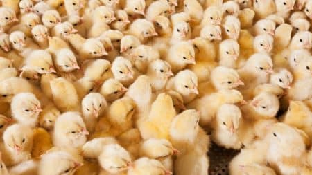 L’interdiction du broyage des poussins mâles enfin prononcée L'interdiction du broyage des poussins mâles enfin prononcée