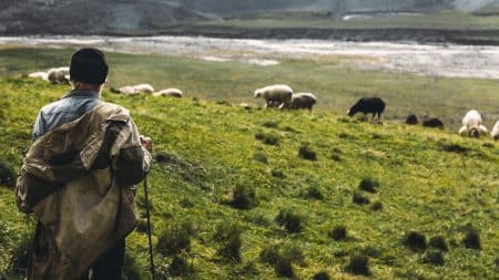 Un berger attaqué par un ours brun dans les Pyrénées Un berger attaqué par un ours brun dans les Pyrénées