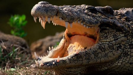 Un crocodile des marais retrouvé à l’état sauvage ! Un crocodile des marais retrouvé à l'état sauvage !