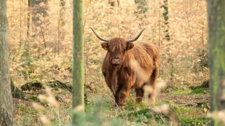 Un jeune taureau s’échappe de l’abattoir Un jeune taureau s'échappe de l'abattoir