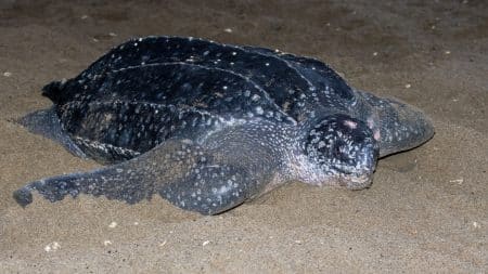 Les déchets plastiques à l’origine du décès de la tortue luth ? Les déchets plastiques à l'origine du décès de la tortue luth