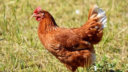 L’étiquette bien-être animal va évoluer L'étiquette bien-être animal va évoluer