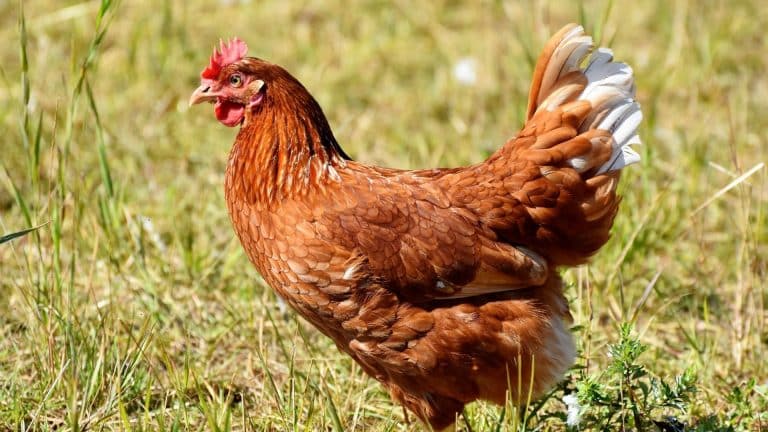 L&rsquo;étiquette bien-être animal va évoluer