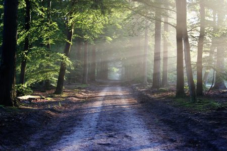 Face au changement climatique, la nécessaire adaptation de la forêt