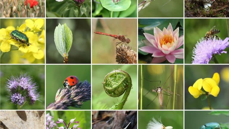 La COP15 biodiversité s’ouvre en Chine