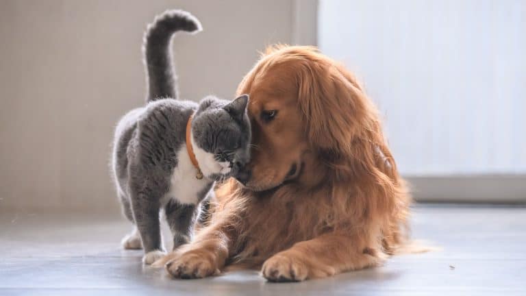 Les abandons d&rsquo;animaux se multiplient en France