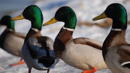 Les canards, une alternative écologique aux pesticides en Thaïlande Les canards, une alternative écologique aux pesticides en Thaïlande