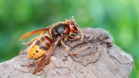 Un frelon oriental aurait été détecté en France, à Marseille Un frelon oriental aurait été détecté en France, à Marseille