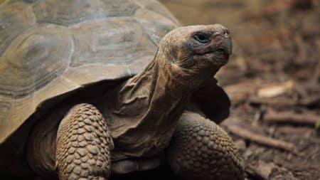 Des mesures stricts pour protéger les tortues dans le Var Des mesures stricts pour protéger les tortues dans le Var