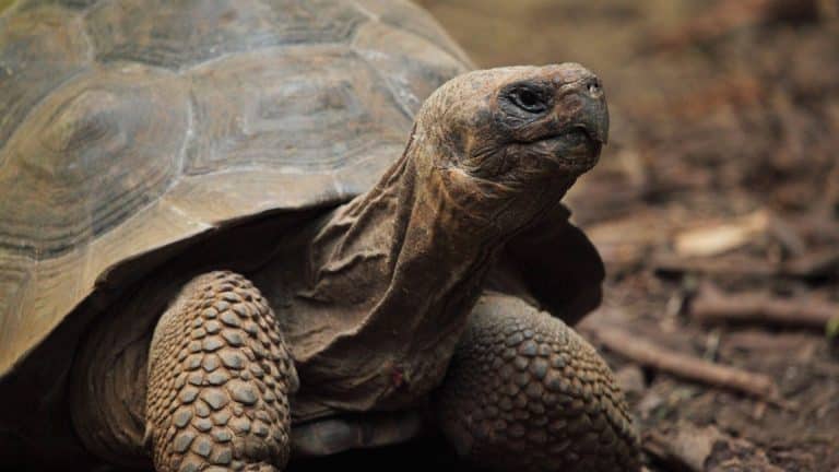 Des mesures stricts pour protéger les tortues dans le Var