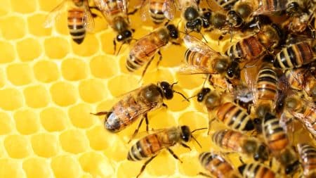 L’arrêté pour protéger les abeilles a été publié au Journal Officiel L'arrêté pour protéger les abeilles a été publié au Journal Officiel