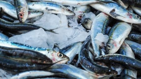 Le nanisme chez les sardines enfin expliqué Le nanisme chez les sardines enfin expliqué
