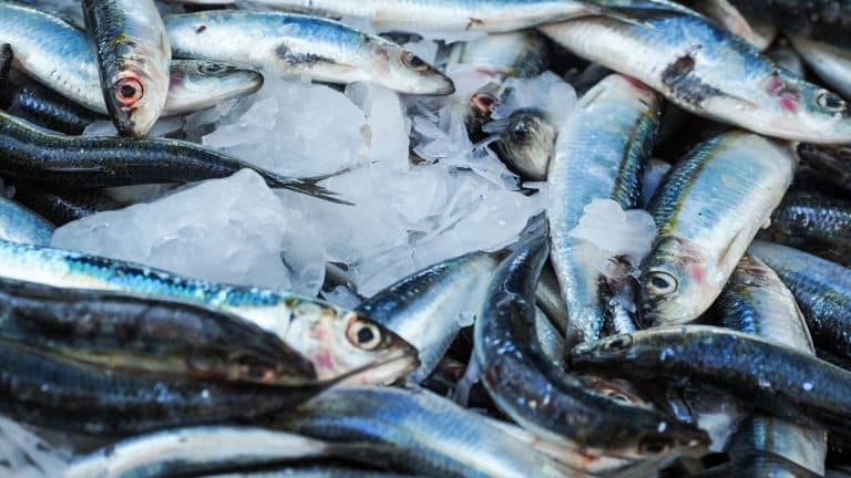 Le nanisme chez les sardines enfin expliqué