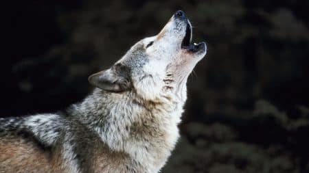 Un loup gris aperçu dans le Calvados Un loup gris aperçu dans le Calvados