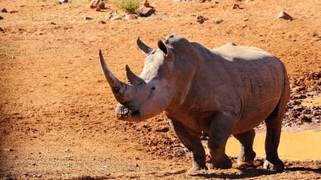 30 rhinocéros blancs transférés au Rwanda 30 rhinocéros blancs transférés au Rwanda