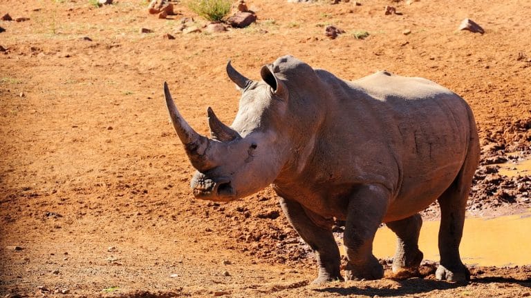 30 rhinocéros blancs transférés au Rwanda