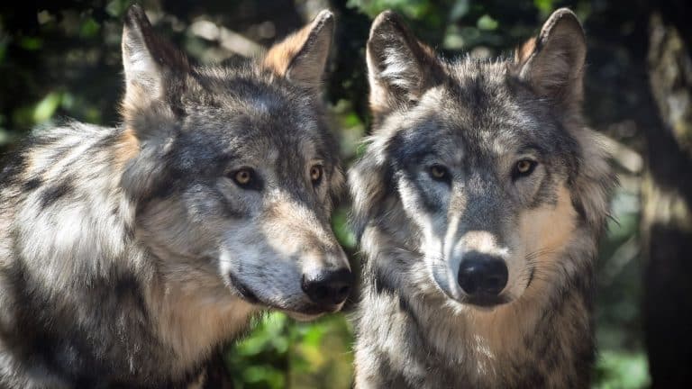 Deux loups gris présents dans le parc national des Calanques