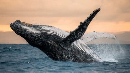 Le rorqual commun entre sur la liste des espèces menacées Le rorqual commun entre sur la liste des espèces menacées