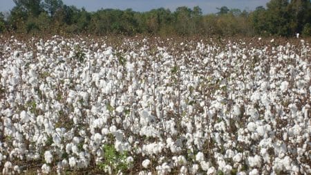 Le seul et unique champ de coton en France est dans le Gers Le seul et unique champ de coton en France est dans le Gers