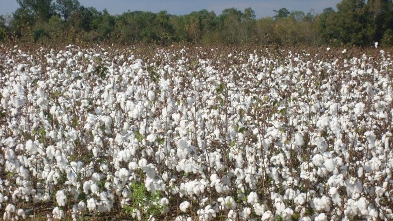 Le seul et unique champ de coton en France est dans le Gers