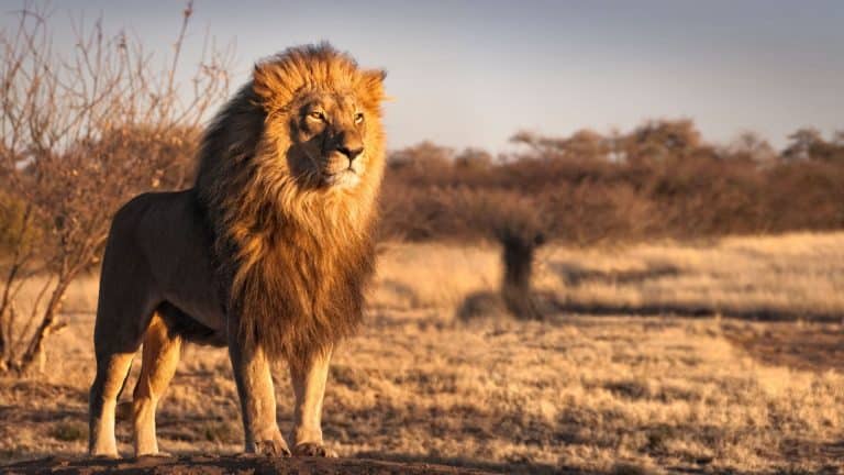 Les fermes de lions et tigres en Afrique du Sud sont terribles pour les animaux