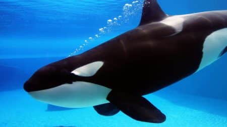 Les orques de Marineland sont en très mauvaise santé Les orques de Marineland sont en très mauvaise santé