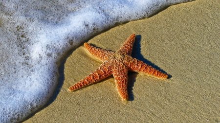 Des milliers d’étoiles de mer se sont échouées sur les côtes galloises Des milliers d'étoiles de mer se sont échouées sur les côtes galloises