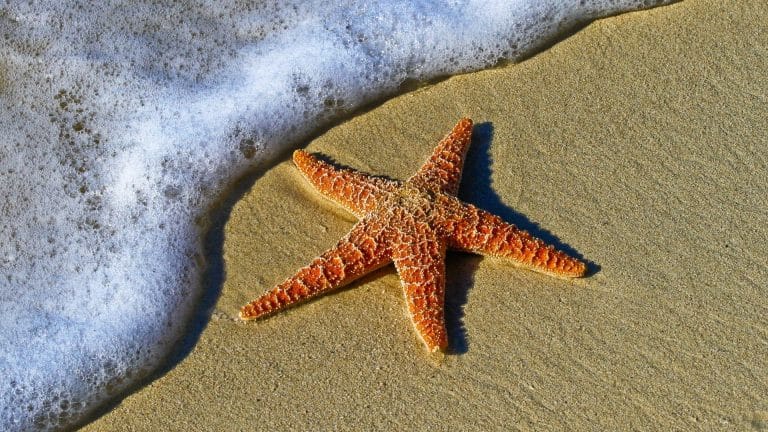 Des milliers d&rsquo;étoiles de mer se sont échouées sur les côtes galloises