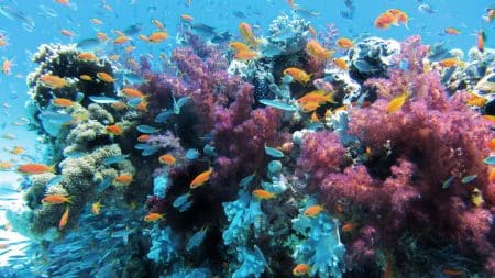 Les îles Selvagens au Portugal deviennent la plus grande réserve marine d’Europe Les îles Selvagens au Portugal deviennent la plus grande réserve marine d'Europe