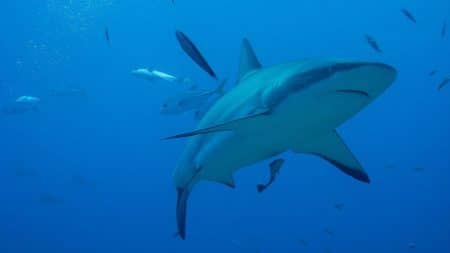 Les requins sont maintenant protégés à Hawaï Les requins sont maintenant protégés à Hawaï