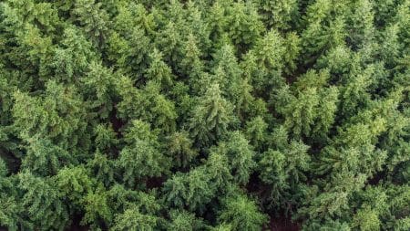 Il plante 30 millions d’arbres en 40 ans Il plante 30 millions d'arbres en 40 ans