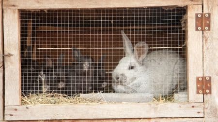 L’association L214 porte plainte contre un élevage de lapins L'association L214 porte plainte contre un élevage de lapins