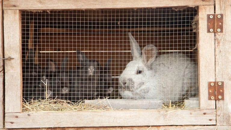 L&rsquo;association L214 porte plainte contre un élevage de lapins