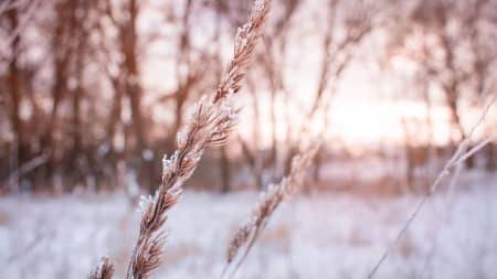 La vague de froid a été catastrophique pour les agriculteurs