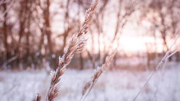 La vague de froid a été catastrophique pour les agriculteurs