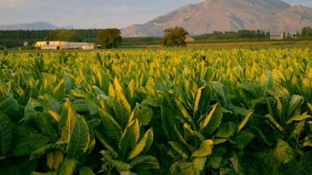 L'OMS pointe du doigt l'industrie du tabac
