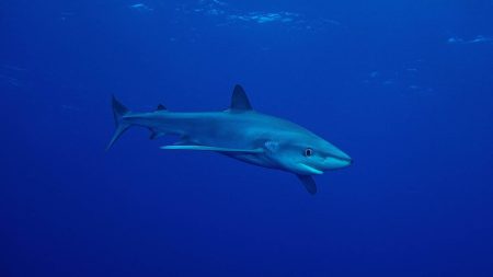 La vente de requin bleu doit-elle être interdite ? La vente de requin bleu doit-elle être interdite ?