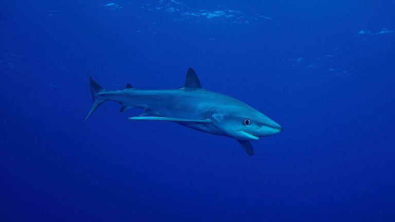 La vente de requin bleu doit-elle être interdite ?