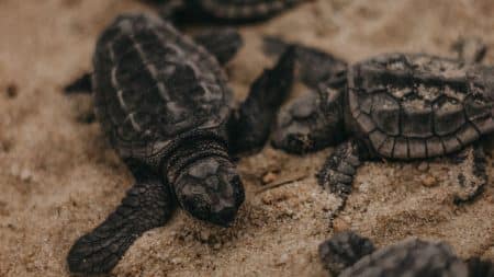 Les bébés tortues sont nées ! Les bébés tortues sont nées !